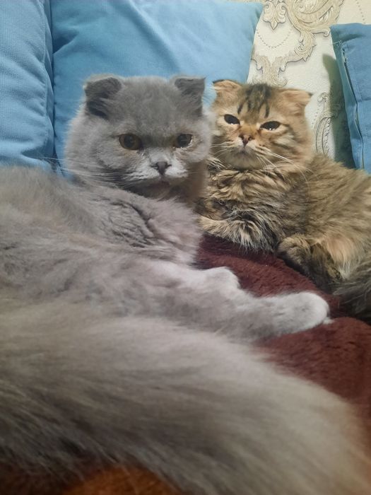 skottish fold o'g'il sotiladi