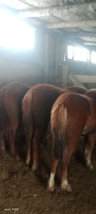 Тайлар молодняк с откорома