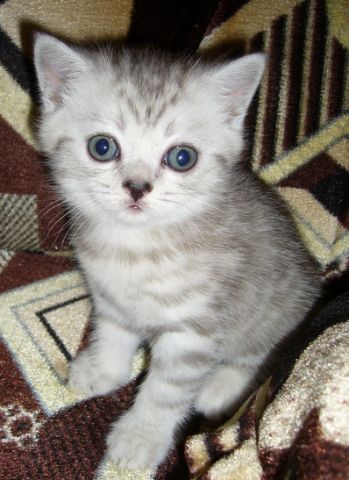 Британцы.1,3 неделиПриучены