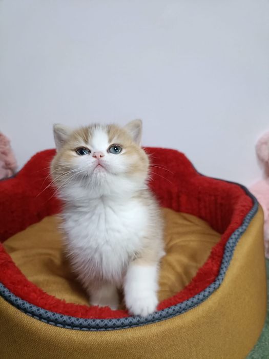 British shorthair golden cu pedigree