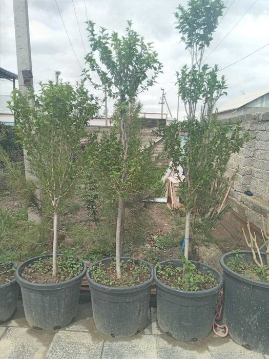 Садовник Дезинфекция хим.оброботка посадку цветов и деревьев