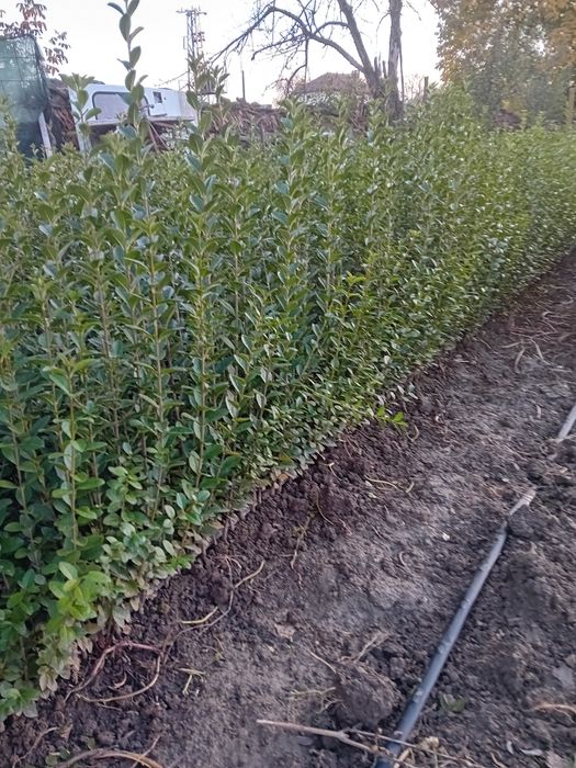 Лигуструм на гол корен