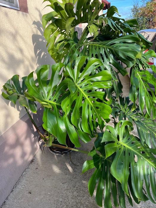 Vand floare Monstera Deliciosa