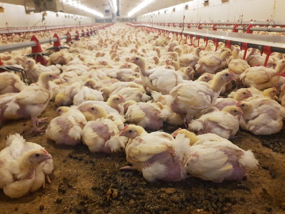 Pui alb de carne și rasă mixtă