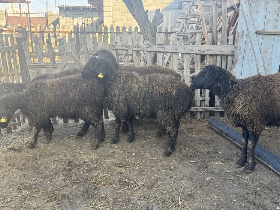 Ұрғашы токтылар сатылады.