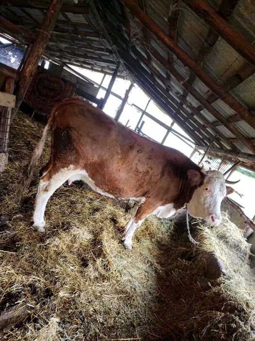 VACA GESTANTA 8 Luni De 3 vitei