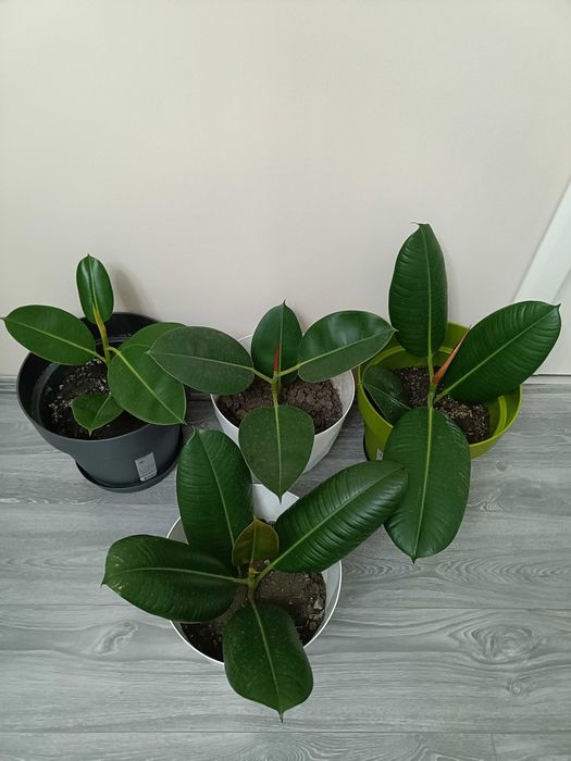 Floare ficus clasic