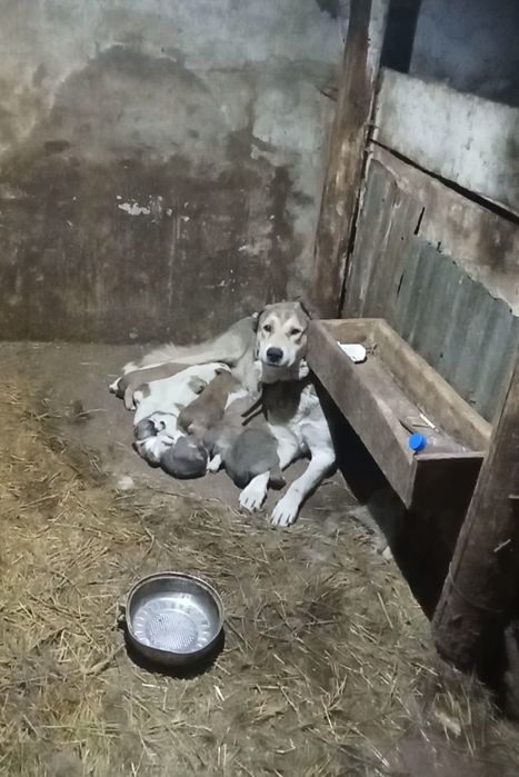 Продаются щенки САО