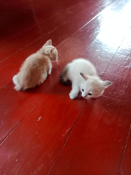 Отдам котят в добрые руки