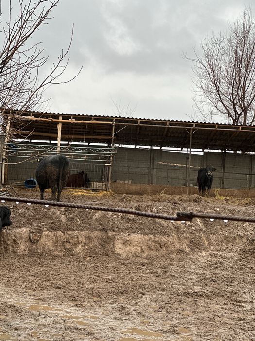Аренда ферма илий продаж