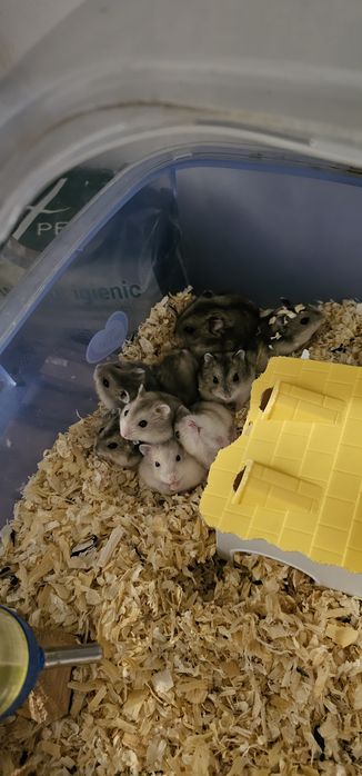 Vând hamsteri siberieni!