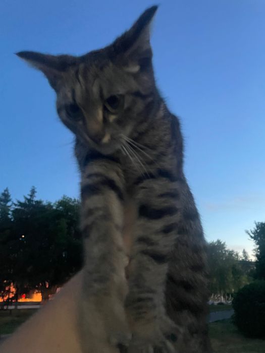 Кошечка молодая в добрые руки