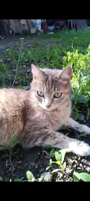 Котята от кошки крысоловки