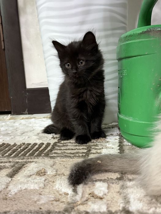 Продаются котята