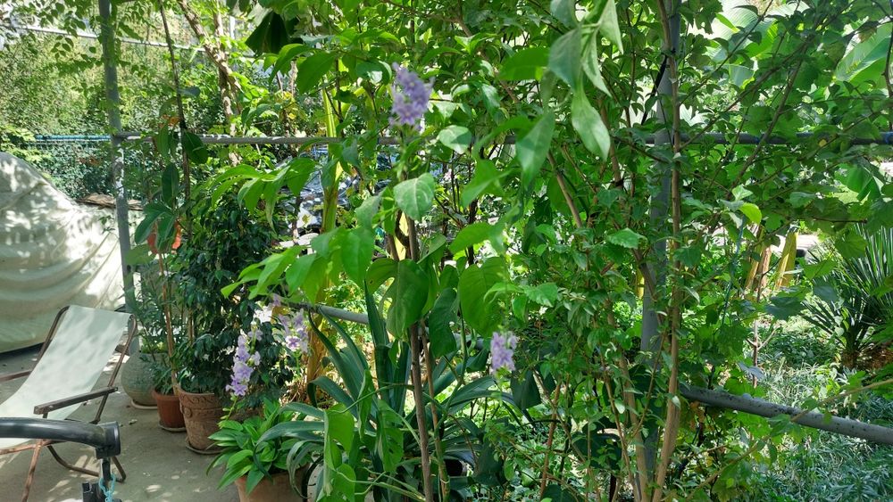 Продаётся привитая  цветущая берёза высота 3м