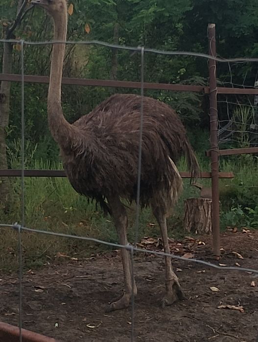 Vând o femela struț matura