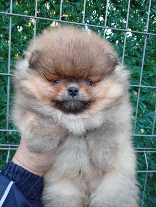 Мъжко померанче .