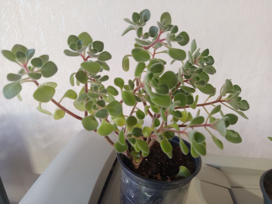 Продам комнатные растения