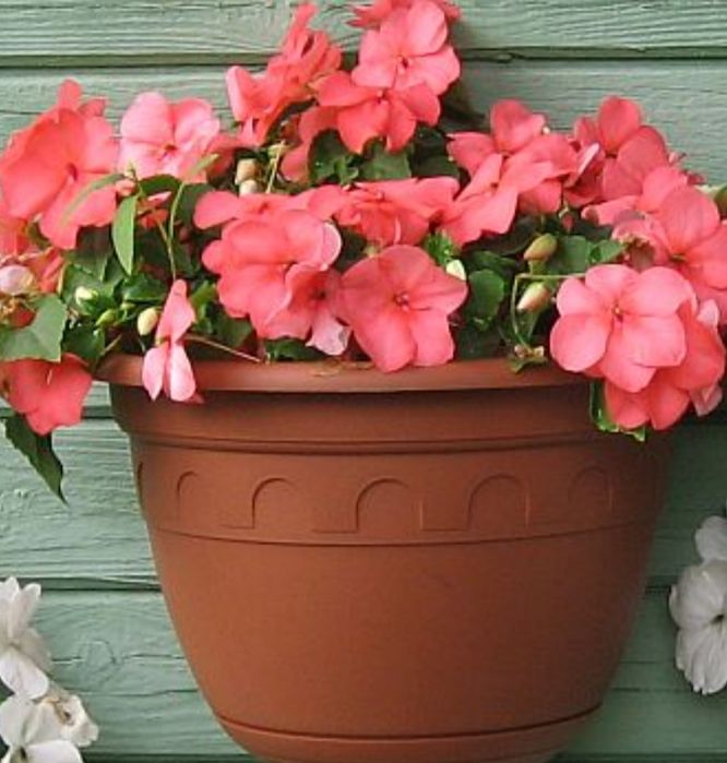 Комнатные цветы от 500 и выше