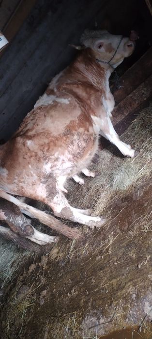 Vând Vacă Bălțată Românească Gestantă