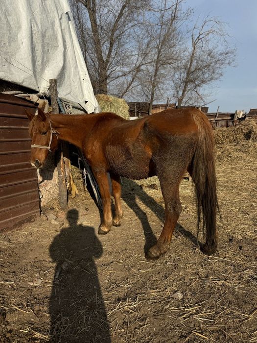 Қысыр бие кобыла байтал