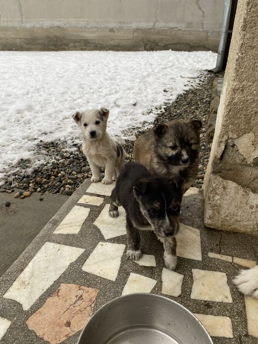 Donez cǎței talie medie