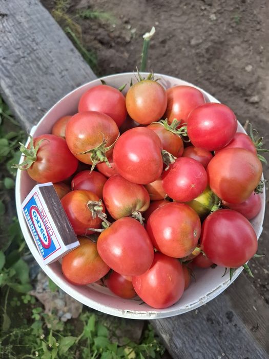 Чёрная смородина
