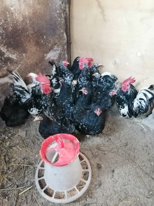 Gainute americane pitice