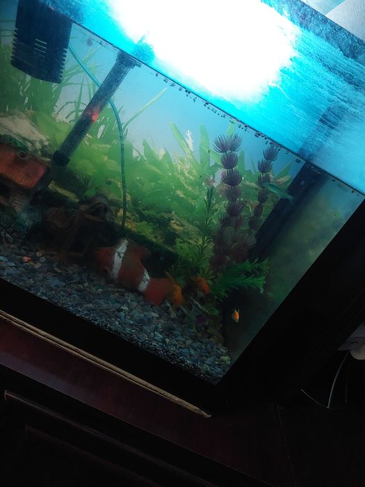 Катта аквариум сотилади 100 литир