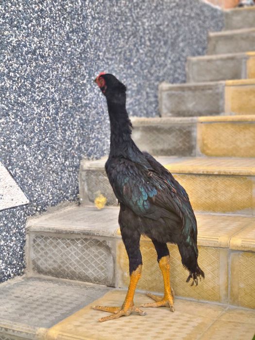 shamo tozasini sorganalaga