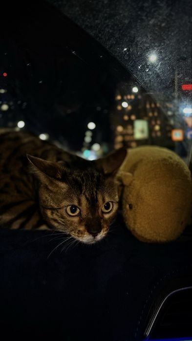 Продам Бенгальского кота