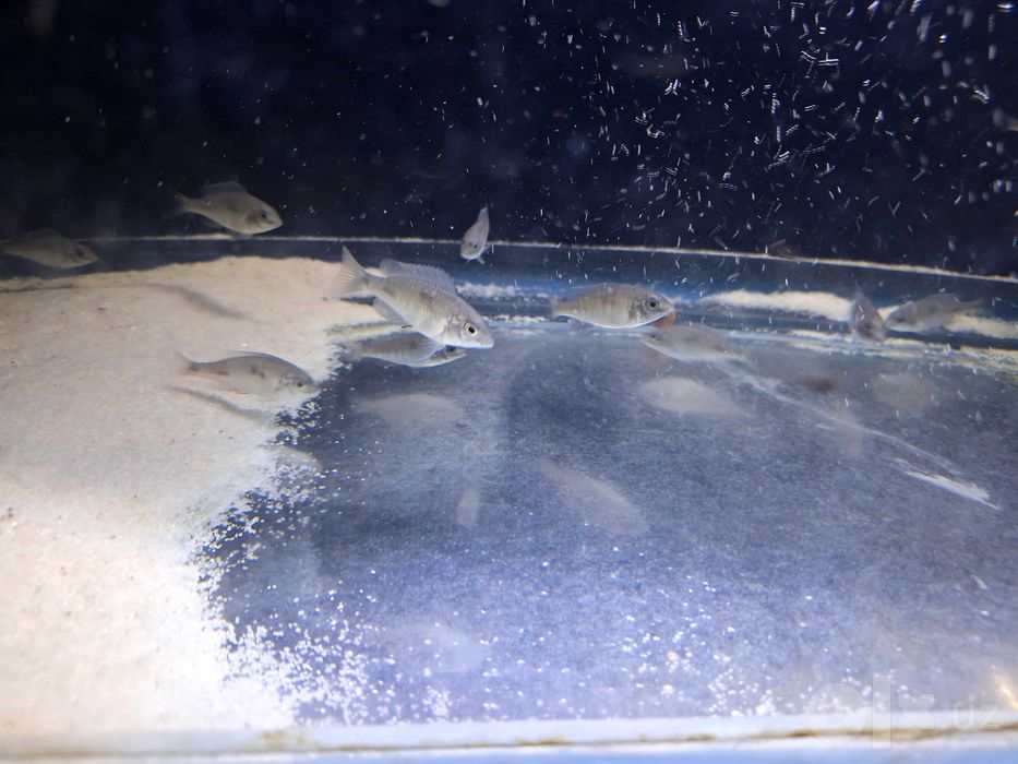 Ko‘k delfin bollari