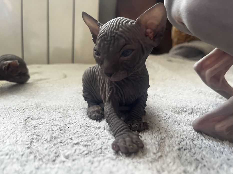 Продам котят породы сфинкс
