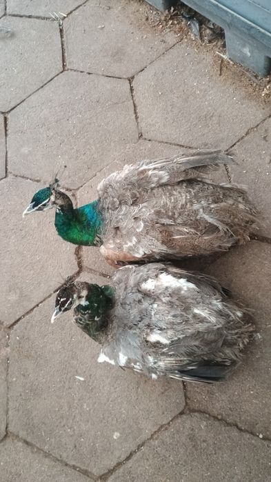 Păuni tineri diferite culori