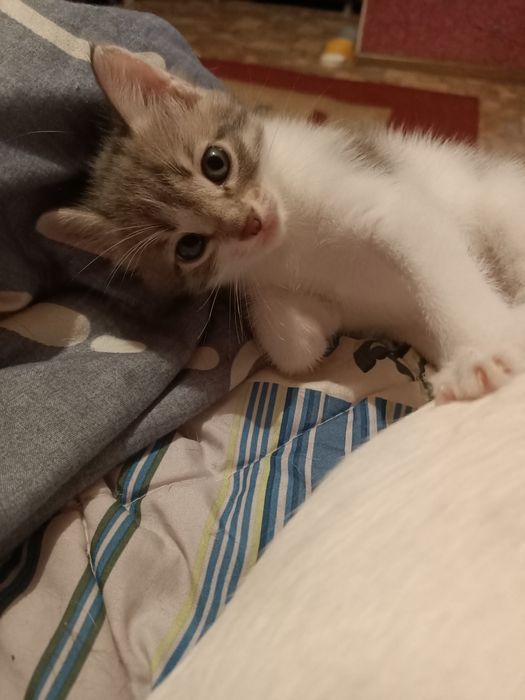 Добрые руки котенек
