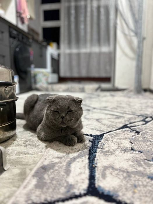 Скоттиш Фолд Вислоухий