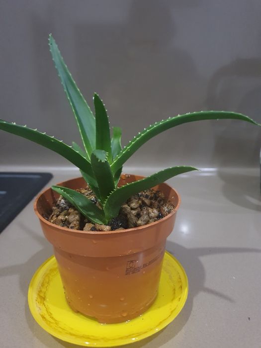 Комнатное растение Алоэ- вера