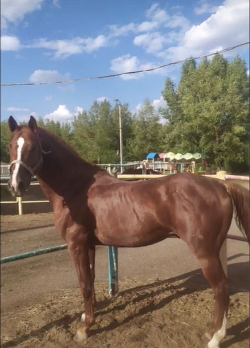 Жеребцы Костанай парода