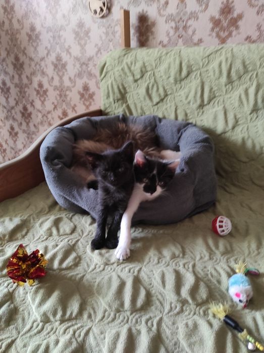 Отдам в хорошие руки