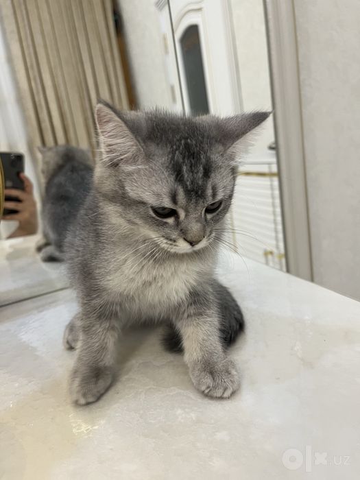 Милая серенькая кошечка