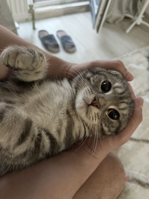 Продаём котика Шотландский вислоухая
