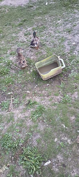 Animale de vânzare urgent