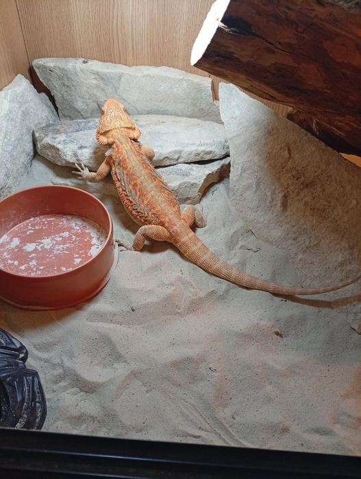 Agamă Vâlcea femelă