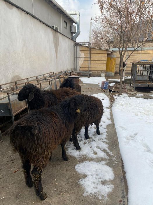 Тоқты қошқарлар сатылымда