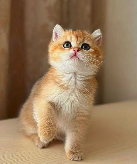 British shorthair gold fetiță