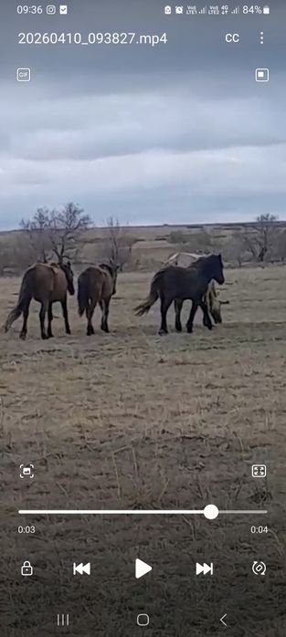 Ерке,ұрғашы тайлар сатылады.