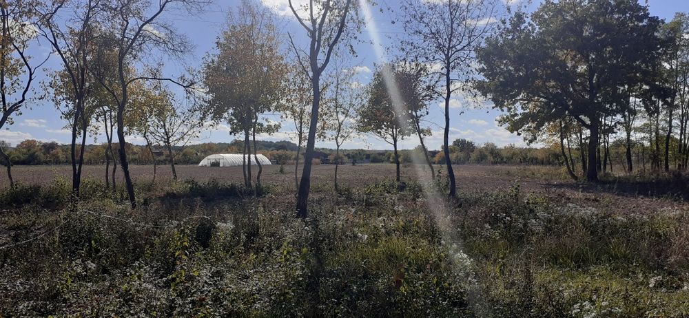 Teren intravilan 4685 mp în comuna SACADAT, sat BORȘA, jud BIHOR
