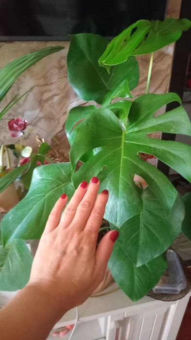 Продам  цветы разные, большие