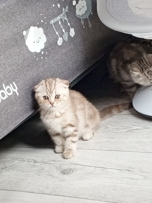 Котята шотланские