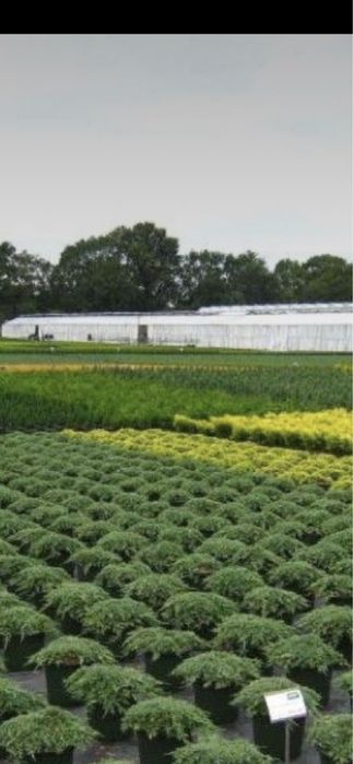 Camelias copac plante ornamentale calitate